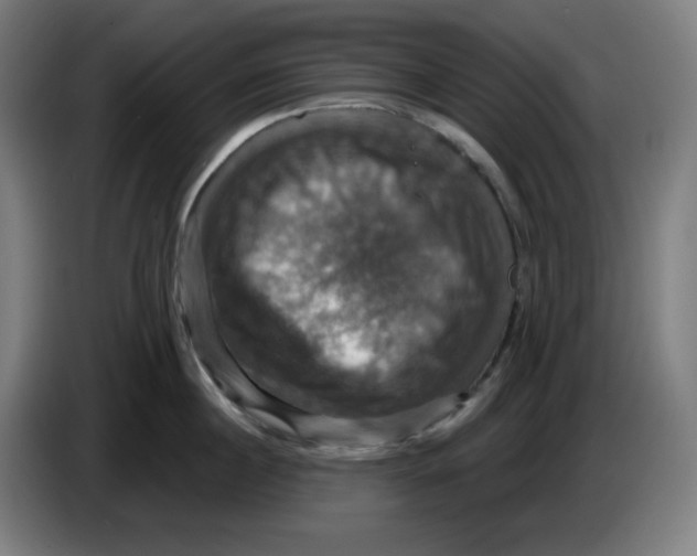 X0000086220860200704191737