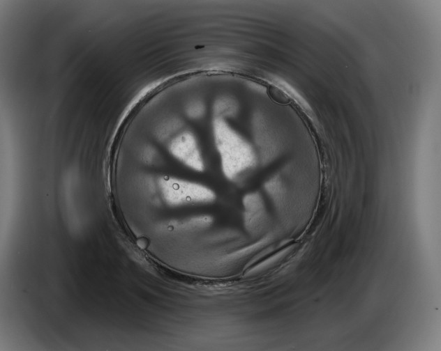 X0000086220891200704191736