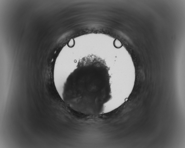 X0000086220918200704191735