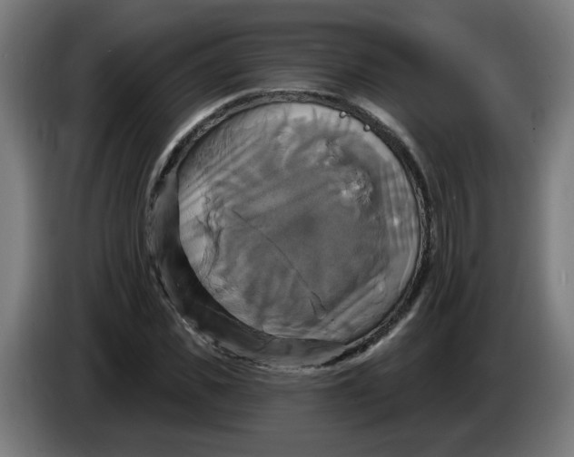 X0000086220925200704191735