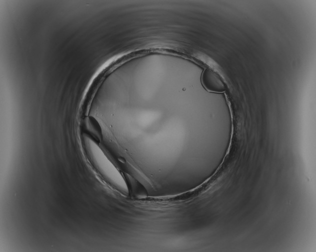 X0000086221024200704191734