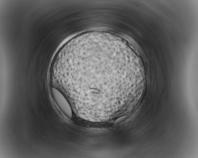 X0000086221044200704191734