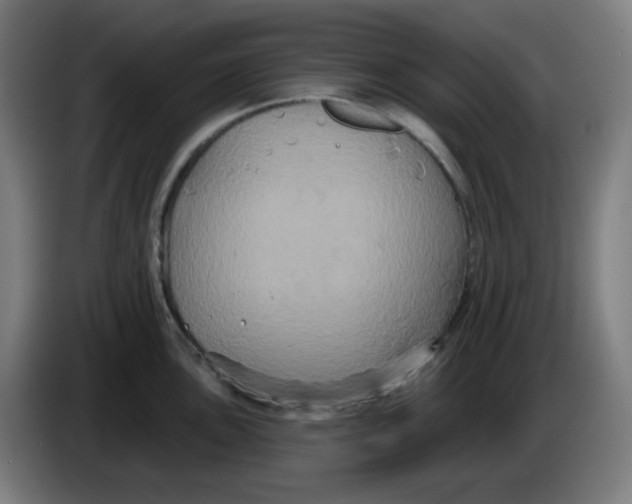 X0000086221051200704191734