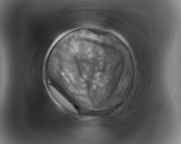 X0000086221056200704191734