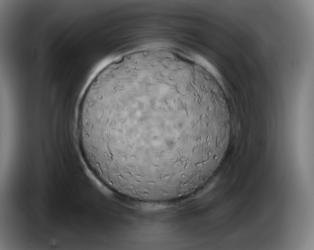 X0000086221103200704191733