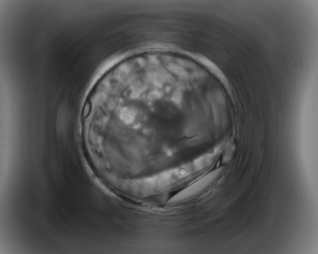 X0000086221287200704191730