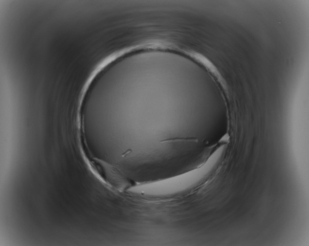 X0000086221335200704191730