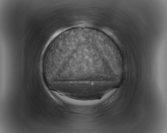 X0000086221375200704191729