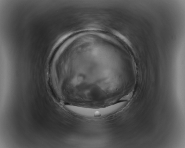 X0000086221415200704191729