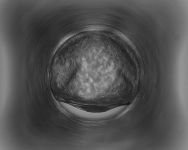 X0000086221417200704191729