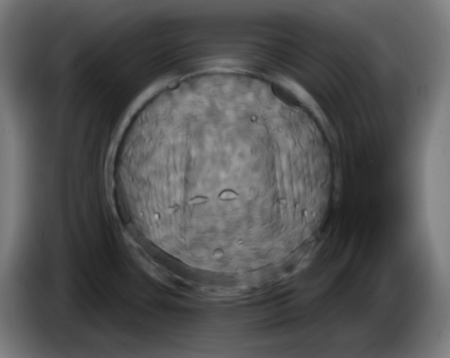 X0000086221435200704191729