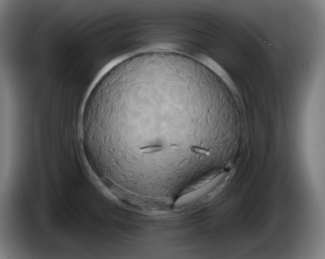 X0000086221436200704191729