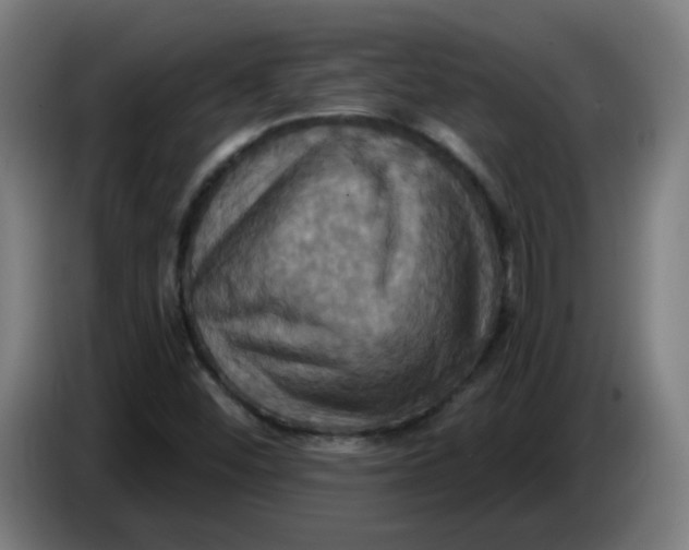 X0000086221452200704191728