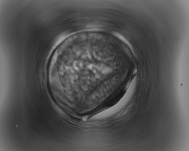 X0000086221467200704191728