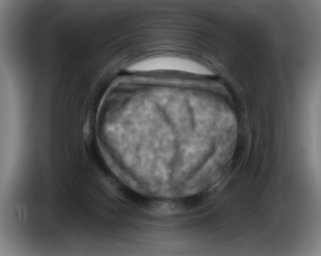 X0000086220074200704261845