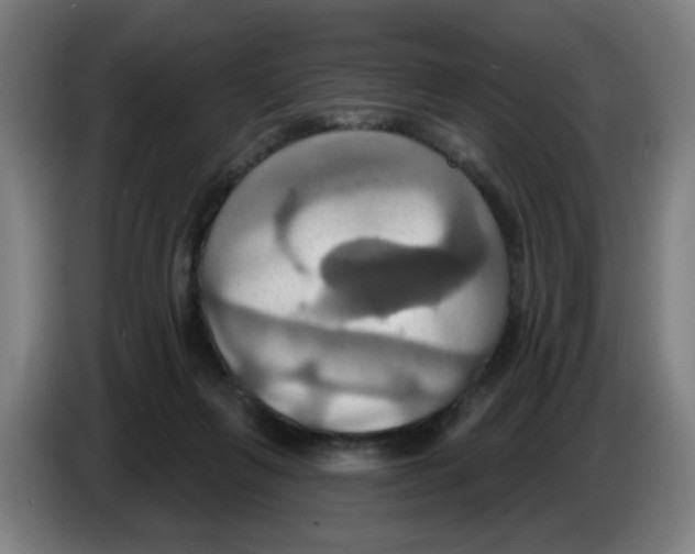 X0000086220263200704261842