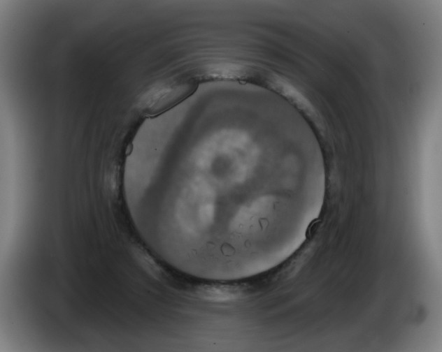 X0000086220305200704261842