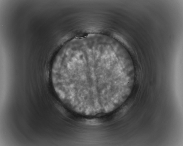 X0000086220309200704261841