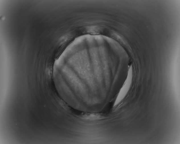 X0000086220329200704261841