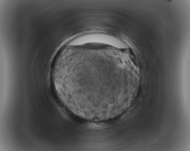 X0000086220346200704261841