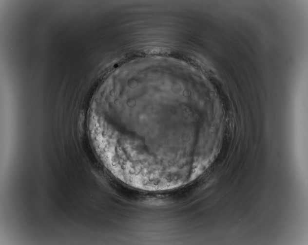 X0000086220550200704261838