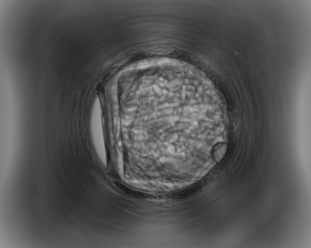 X0000086220745200704261836