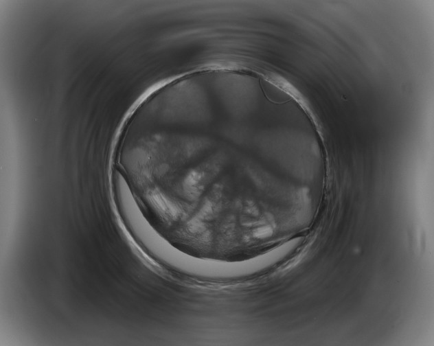 X0000086220803200704261835