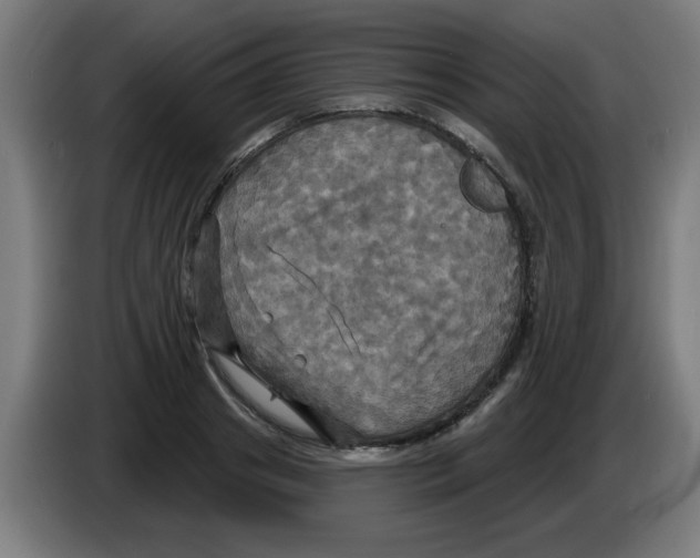 X0000086220841200704261834