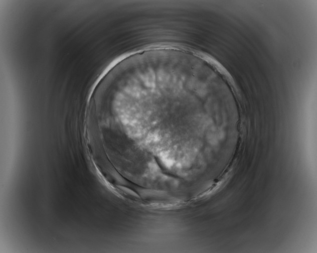 X0000086220860200704261835