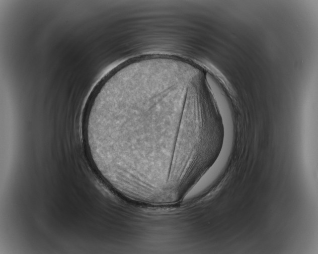 X0000086220884200704261834