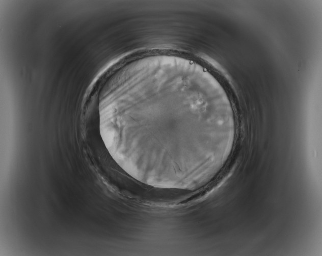 X0000086220925200704261833