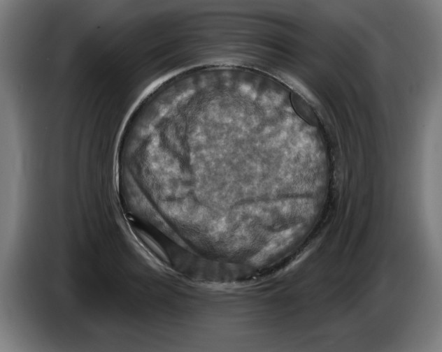 X0000086220940200704261833