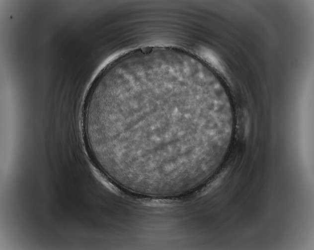 X0000086220942200704261833