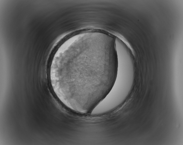 X0000086220972200704261833