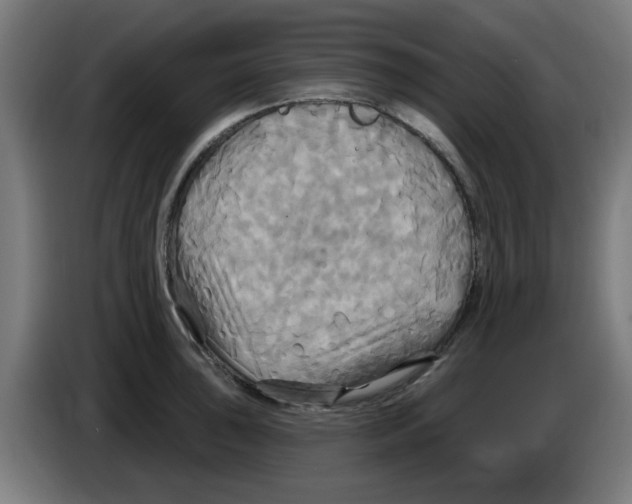 X0000086221043200704261832