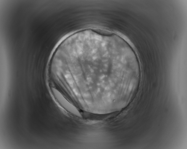 X0000086221056200704261832