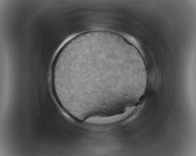 X0000086221149200704261831