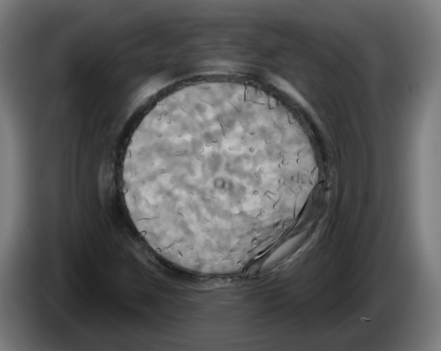 X0000086221259200704261829