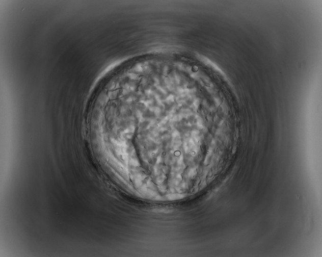 X0000086221267200704261829