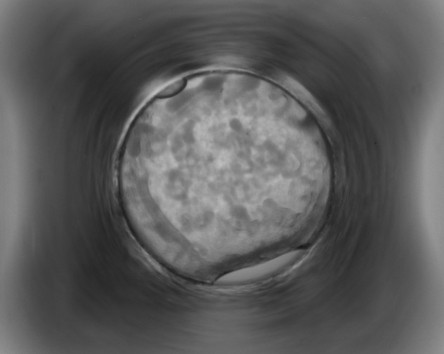 X0000086221292200704261829