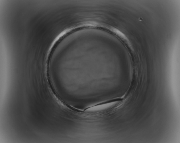 X0000086221326200704261828