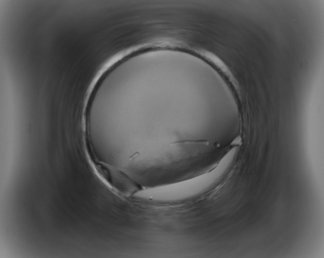 X0000086221335200704261828