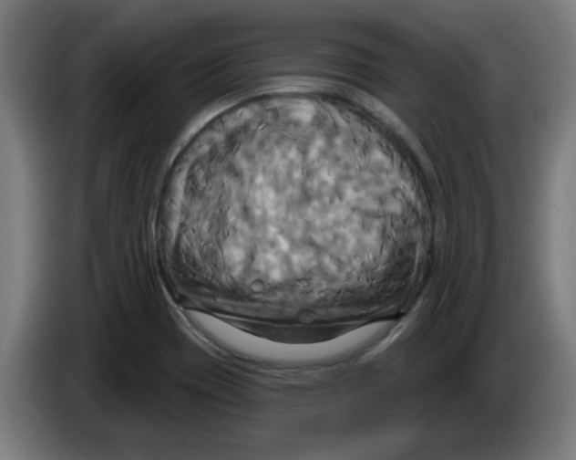 X0000086221417200704261827