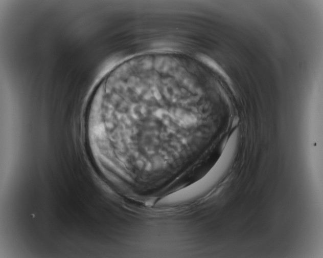 X0000086221467200704261826