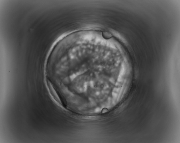 X0000086221471200704261826