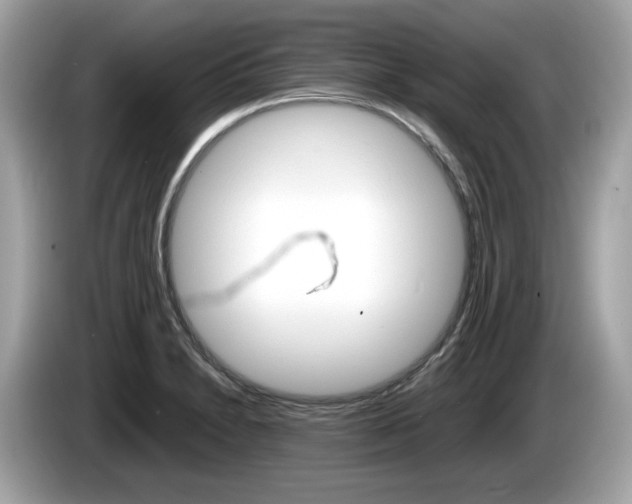 X0000086231230200703290936