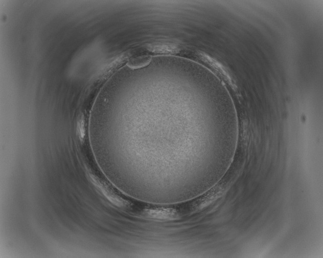 X0000086230069200703291340