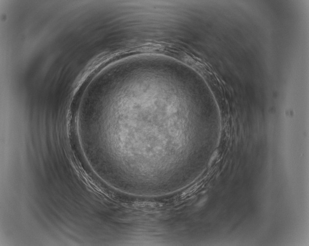 X0000086230242200703291337