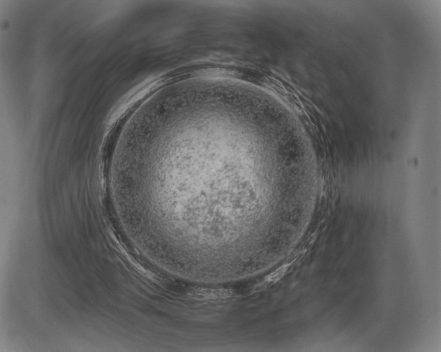 X0000086230245200703291337