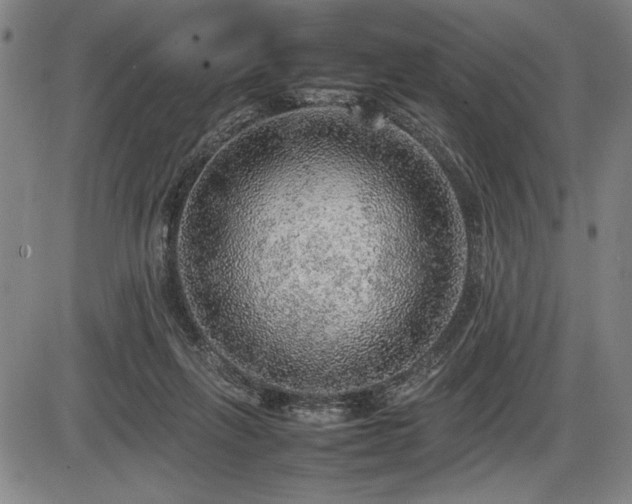 X0000086230263200703291337